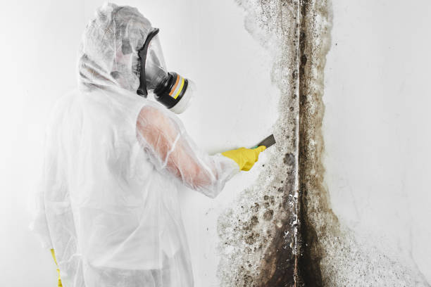 Best Mold Remediation Services  in Louisa, VA