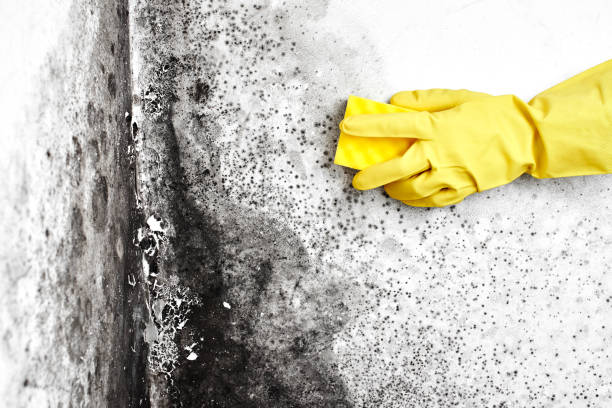 Best Certified Mold Removal  in Louisa, VA