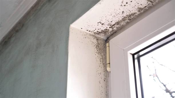 Reliable Louisa, VA Mold Removal Solutions
