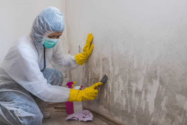 Best Mold Damage Repair  in Louisa, VA