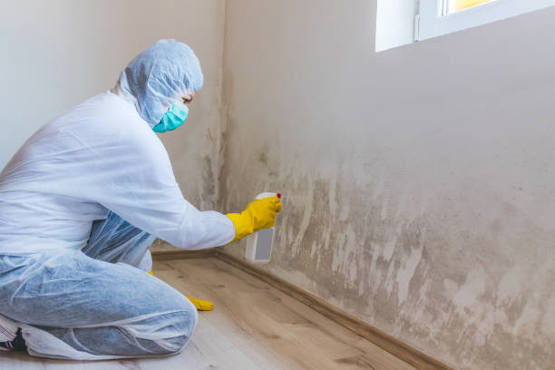 Certified Mold Removal in Louisa, VA