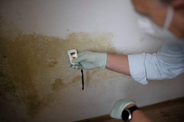 Best Professional Mold Removal  in Louisa, VA