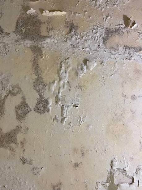 Best Mold Removal Near Me  in Louisa, VA