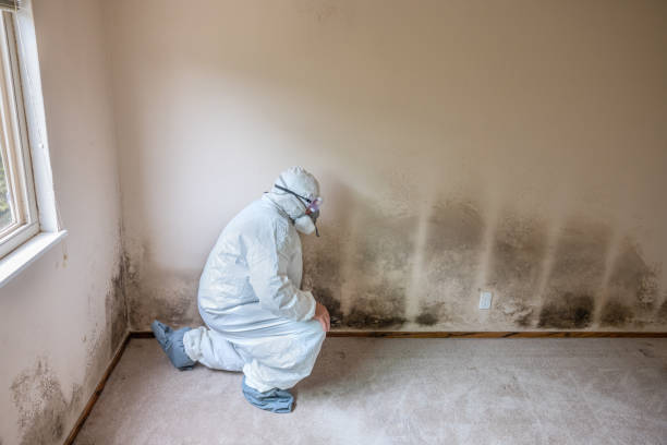 Office Mold Removal Services in Louisa, VA