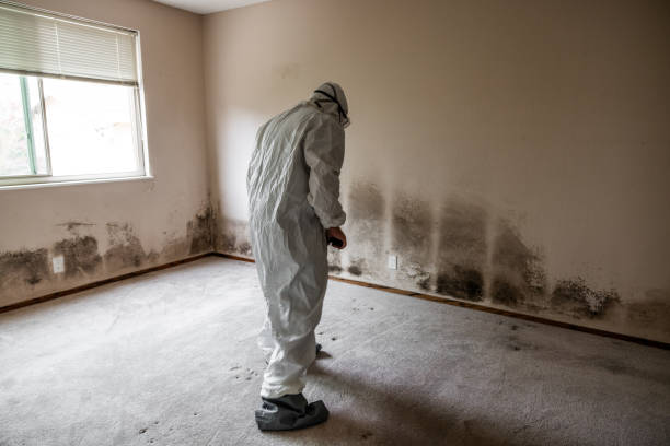 Best Toxic Mold Removal  in Louisa, VA