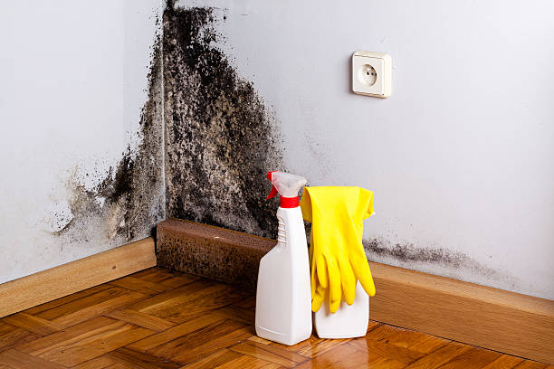 Best Best Mold Removal Companies  in Louisa, VA
