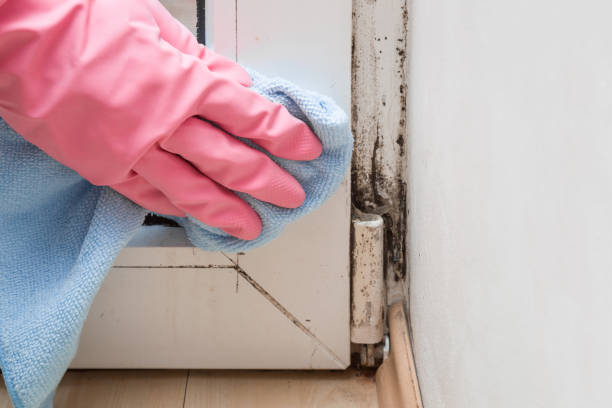 Best Attic Mold Removal  in Louisa, VA